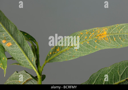 La rouille Melampsora spp. Saule Salix sp pustules sur le dessous des feuilles Banque D'Images