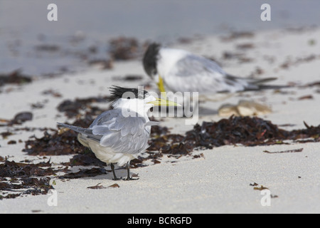 (Plus rapide) Sterne pierregarin Sterna bergii Crested sur plage de sable blanc de Bird Island, Seychelles en avril. Banque D'Images