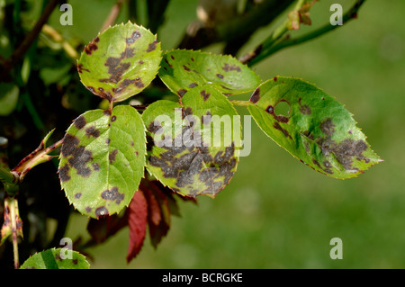 Diplocarpon rosae tache noire sur l'infection des feuilles de rose Banque D'Images