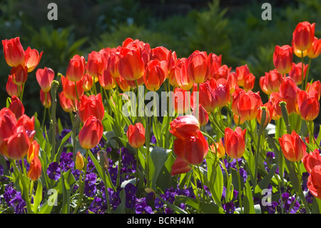 Tulipes sur Duke Gardens, Durham, North Carolina, USA Banque D'Images