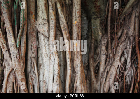 Close-up d'un énorme arbre Banyan à Bayside, Miami. Banque D'Images
