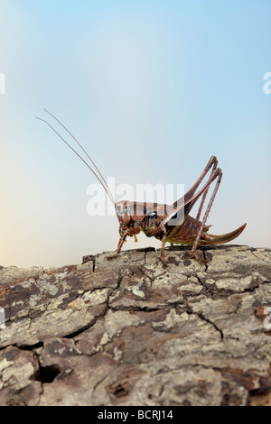 Dark Femail cricket Pholidoptera griseoaptera Bush Banque D'Images