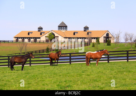 Les chevaux dans les pâturages de ferme équestre à Lexington Kentucky Banque D'Images