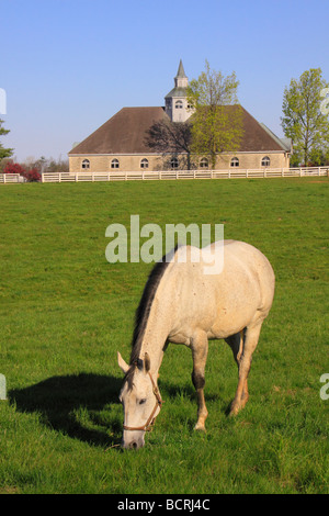 Un pur-sang broute dans les pâturages à Donamire à Lexington Kentucky ferme Banque D'Images