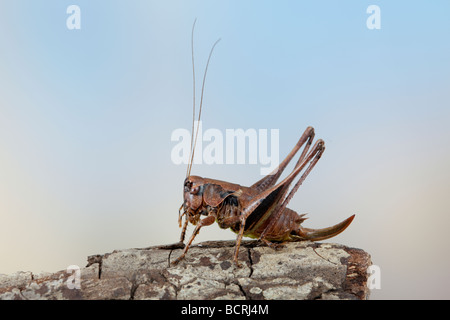 Dark Femail cricket Pholidoptera griseoaptera Bush Banque D'Images