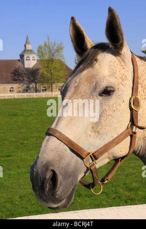 Un pur-sang broute dans les pâturages à Donamire à Lexington Kentucky ferme Banque D'Images