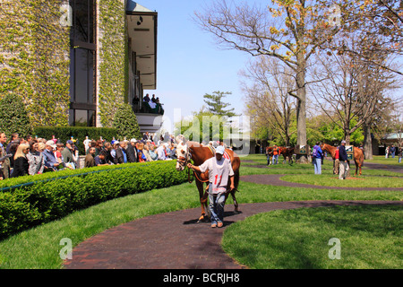 Spectateurs watch thoroughbreds réchauffer dans le paddock avant une course à Keeneland Race Course Lexington Kentucky Banque D'Images