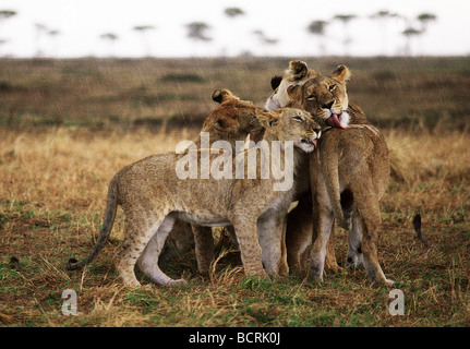 Lionnes et leurs petits se lécher pendant la pluie le Masai Mara National Reserve Kenya Afrique de l'Est Banque D'Images