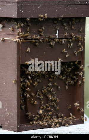 Les abeilles du miel dans la ruche Bedfordshire UK summer Banque D'Images