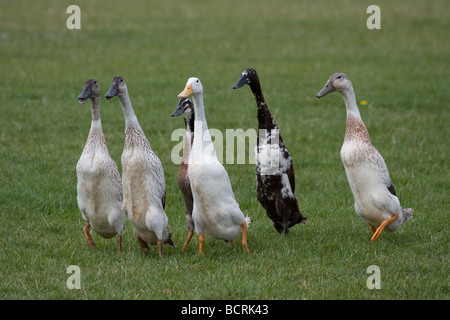 Longue course groupe canards coureur indien Country Show de Lambeth, Brockwell Park, Tulse Hill, Londres, Angleterre, Royaume-Uni, Europe Banque D'Images