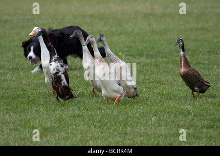 L'exécution du troupeau de canards coureur indien longue groupe chien longue course de canards coureur indien Country Show de Lambeth, Brockwell Banque D'Images