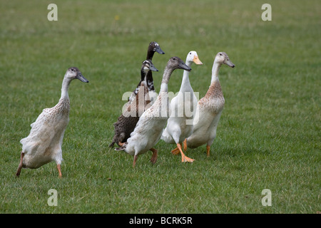 Longue course groupe canards coureur indien Country Show de Lambeth, Brockwell Park, Tulse Hill, Londres, Angleterre, Royaume-Uni, Europe Banque D'Images