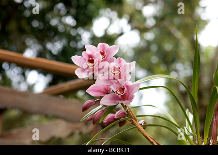 Orchidée rose en fleur Banque D'Images