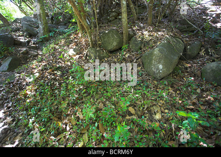 Avis de sol de la forêt dans les montagnes de l'île de La Digue, aux Seychelles en mai. Banque D'Images
