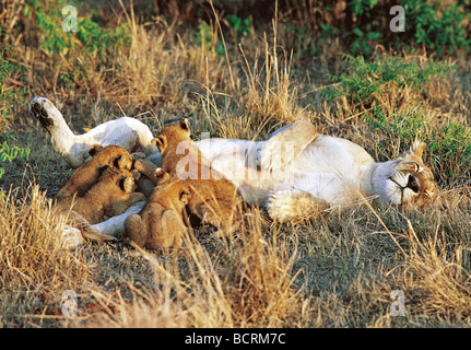 Lionne couchée relaxing suckling ses quatre petits oursons Masai Mara National Reserve Kenya Afrique de l'Est Banque D'Images