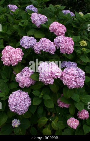 Hydrangea macrophylla 'Leuchtfeuer' pris dans Croxteth Hall jardin clos, Liverpool, Angleterre, Royaume-Uni Banque D'Images