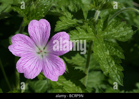 Le géranium sanguin (Druce G. endressi × G. versicolor) dans un jardin anglais Banque D'Images