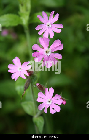 Red campion Silene dioica pris à St James' Gardens Cemetery, Liverpool, Merseyside, Royaume-Uni Banque D'Images