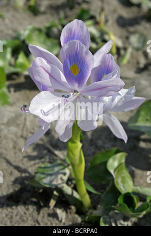 La jacinthe d'eau (Eichhornia crassipes) Meteka pris sur le Brahmapoutre, Assam, Inde Banque D'Images