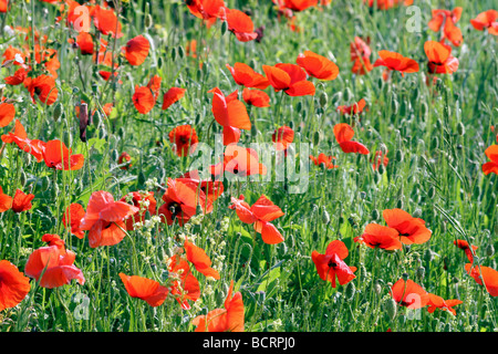 Coquelicots Papaver rhoeas Banque D'Images