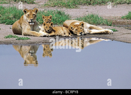 Deux lionnes et deux oursons avec leurs réflexions à une piscine dans le Parc National du Serengeti Tanzanie Afrique de l'Est Banque D'Images