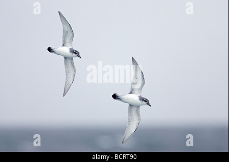 Bec large en Prion Pachyptila vittata mer vol au dessus de l'océan Antarctique autour de la Géorgie du Sud Banque D'Images