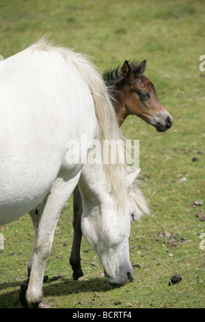 Salon de Dartmoor, l'Angleterre. Un poney Dartmoor mère et poulain à Dartmoor National Park. Banque D'Images