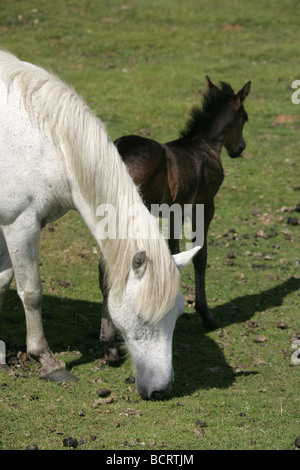 Salon de Dartmoor, l'Angleterre. Un poney Dartmoor mère et poulain à Dartmoor National Park. Banque D'Images