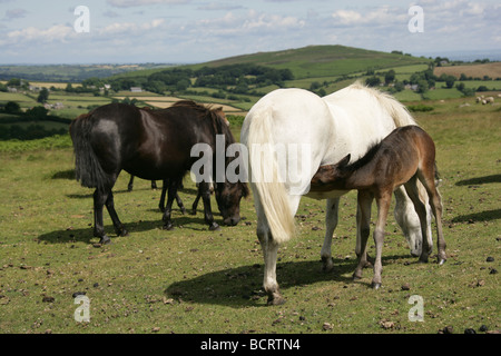 Salon de Dartmoor, l'Angleterre. Un poney Dartmoor mère et poulain Dartmoor National Park, avec en arrière-plan. Banque D'Images