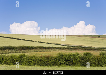 Nuages d'été sur les South Downs près de Pyecombe, Sussex Banque D'Images