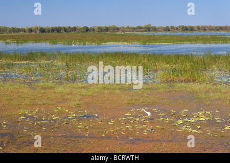 La Grande Aigrette à Mamukala Wetlands dans le Kakadu National Park, Territoire du Nord, Australie Banque D'Images