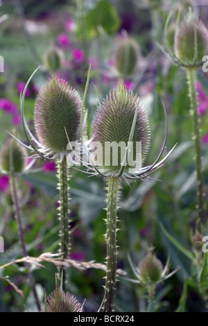 Dipsacus fullonum Banque D'Images