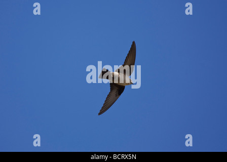 Crag Martin en vol espagne Banque D'Images