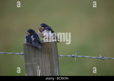 2 jeunes hirondelles ('Hirundo rustica') à l'envol temps d'alimentation, perché sur piquet. 97172 avale horizontale Banque D'Images