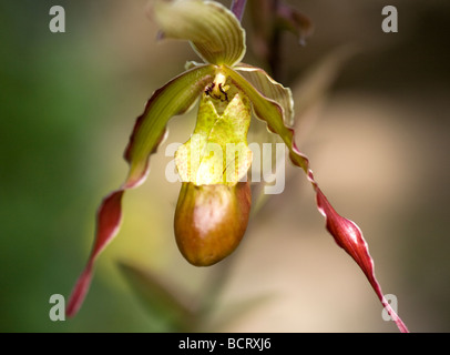 Phragmipedium Sorcerer s Apprentice Banque D'Images