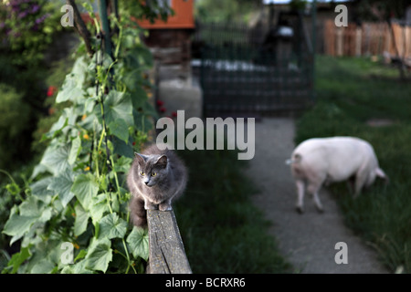 Chat et cochon sur la piscine en plein air dans un village de Transylvanie. Banque D'Images