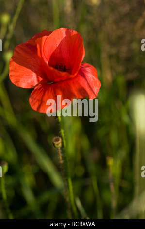 Papaver rhoeas coquelicot commun croissant sur le bord d'un champ de blé. Banque D'Images