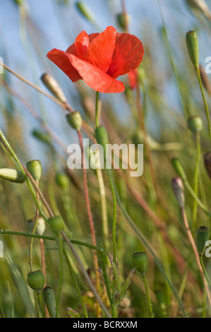 Papaver rhoeas coquelicot commun croissant sur le bord d'un champ de blé. Banque D'Images