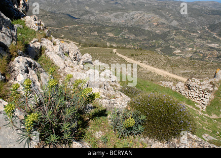 Hedgehog Broom au ruines du château arabe au Castellet, près de Castell de Castells, Province d'Alicante, Communauté Valencienne, Espagne Banque D'Images