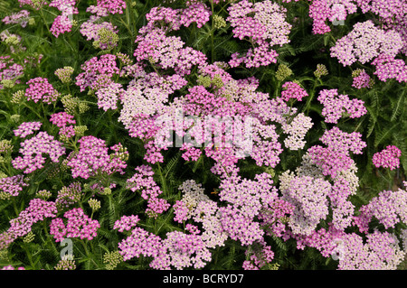 Asteraceae rose clusters. Banque D'Images