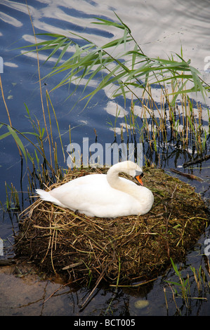 Cygne muet assis sur un oeuf sur son nid d'une autre ovule a glissé dans l'eau et est visible dans l'avant-plan inférieur Banque D'Images