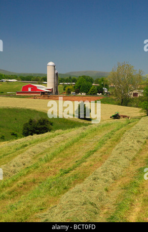 Agriculteur Mennonite sur tracteur tond hay field sur farm près de Dayton dans la vallée de Shenandoah en Virginie Banque D'Images