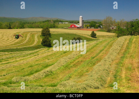 Agriculteur Mennonite sur tracteur tond hay field sur farm près de Dayton dans la vallée de Shenandoah en Virginie Banque D'Images