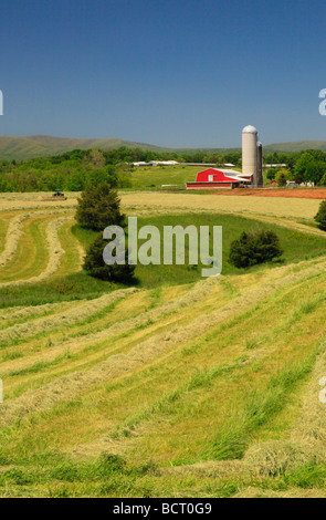 Agriculteur Mennonite sur tracteur tond hay field sur farm près de Dayton dans la vallée de Shenandoah en Virginie Banque D'Images