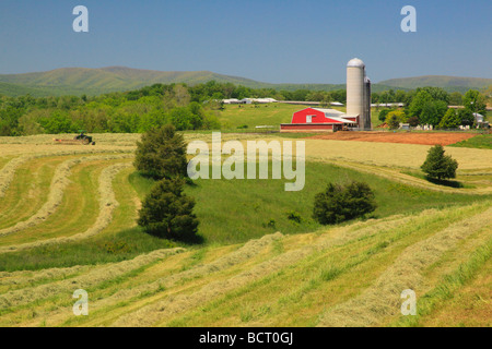 Agriculteur Mennonite sur tracteur tond hay field sur farm près de Dayton dans la vallée de Shenandoah en Virginie Banque D'Images