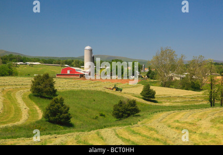 Agriculteur Mennonite sur tracteur tond hay field sur farm près de Dayton dans la vallée de Shenandoah en Virginie Banque D'Images