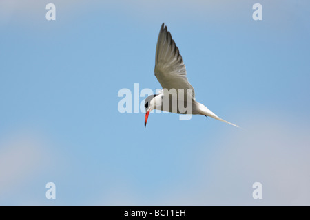 La Sterne pierregarin Sterna hirundo planant Banque D'Images