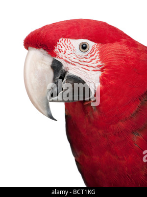 Green winged Macaw, Ara chloropterus, 18 mois, devant un fond blanc, studio shot Banque D'Images