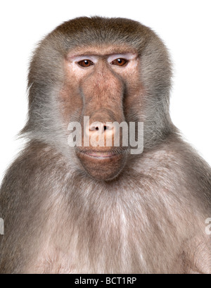 Gros plan sur une tête de babouin, Simia hamadryas, devant un fond blanc, studio shot Banque D'Images