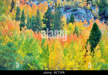 Forêt mixte de trembles en couleurs d'automne et des sapins Inyo National Forest en Californie
